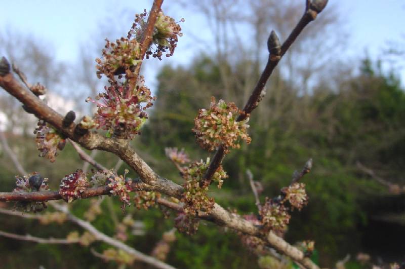 Ulmus minor / Olmo comune o campestre